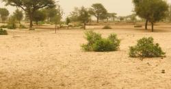 Terrain Agricole de 04 hectares à Thiénaba
