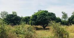 A vendre un terrain agricole de 11,66 ha à bambilor