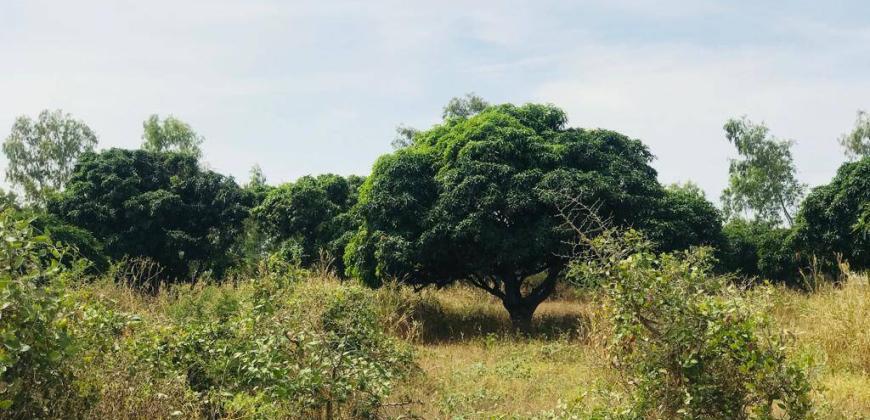 A vendre un terrain agricole de 11,66 ha à bambilor