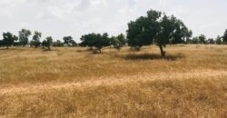 Terrain agricole de 5,2 hectares à vendre à Lompoul Village
