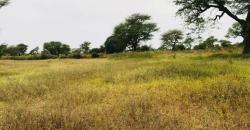Vente de terrain agricole 1,56 hectare a Touba Toul