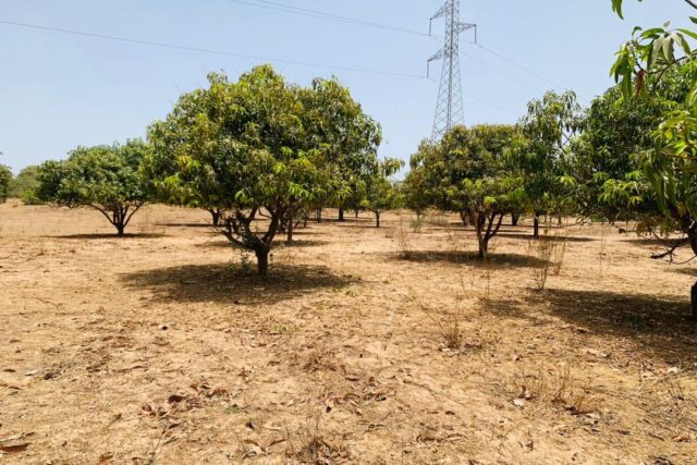 Verger de 3,31 hectares à vendre vers Fandéne