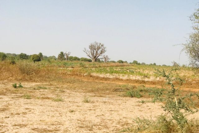 Terrain de 1,90 hectare à vendre vers Cherif Lô