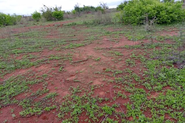Terrain agricole 11.632 m² à vendre – Notto Diobass