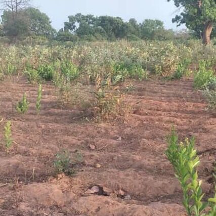 Terrain agricole 10.000 m² à vendre – Diatta Kounta