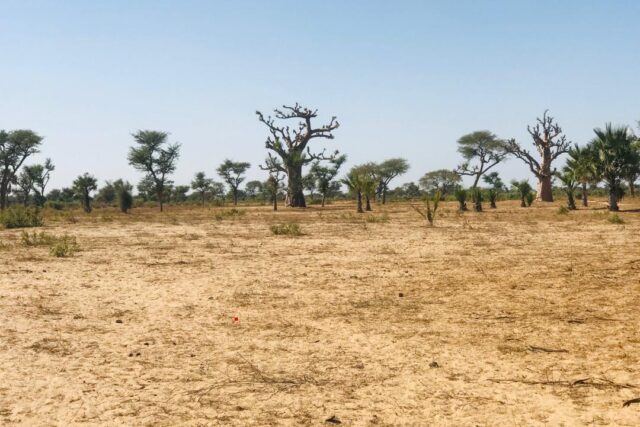Terrain agricole 12.922 m² à vendre – Notto Diobass