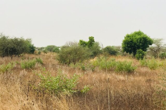Terrain agricole 13.865 m² à vendre – Méouane