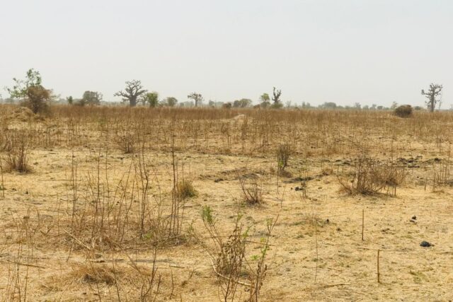 Terrain de 1,41 hectare à vendre – Nguéniène
