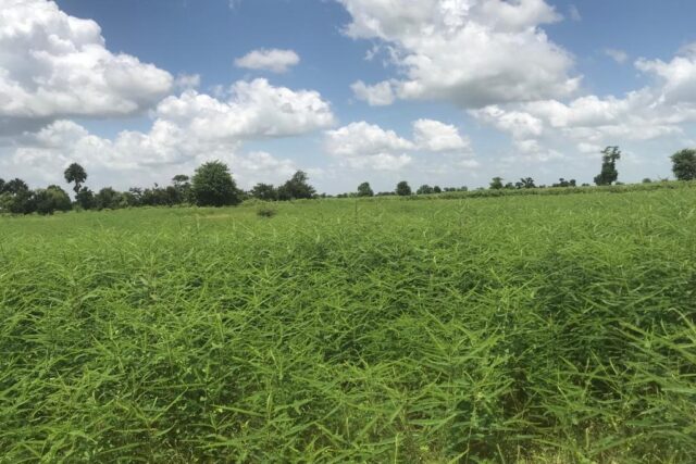 Terrain agricole 10.156 m² à vendre – Nguéniène