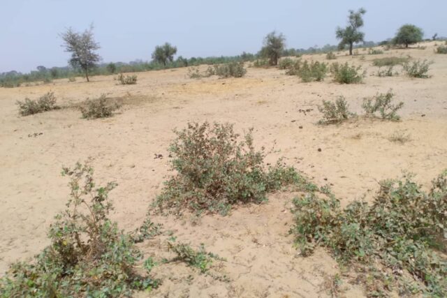 Terrain agricole 12.859 m² à vendre – Niakhar