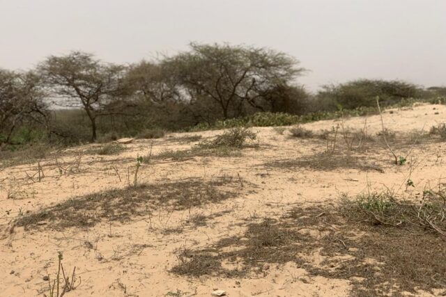 Terrain de 1,40 hectare à vendre – Gandiol, Saint-Louis