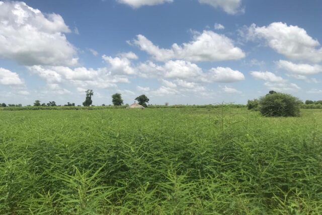 Terrain agricole 10.156 m² à vendre – Nguéniène