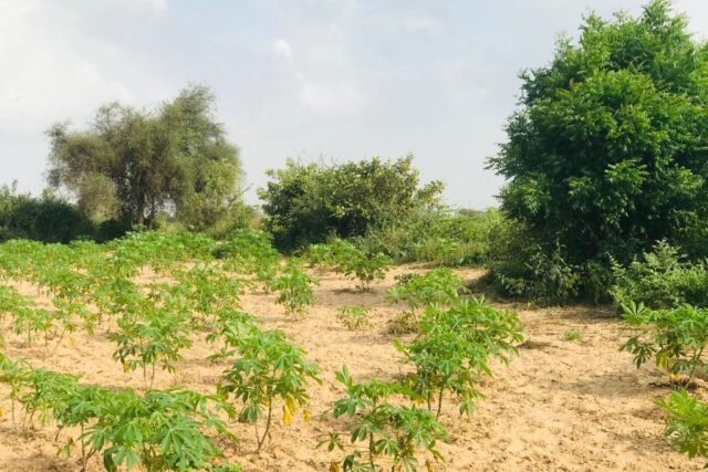 Terrain agricole 13.573 m² à vendre – Pire