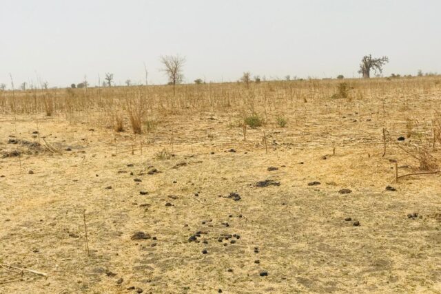 Terrain de 1,41 hectare à vendre – Nguéniène