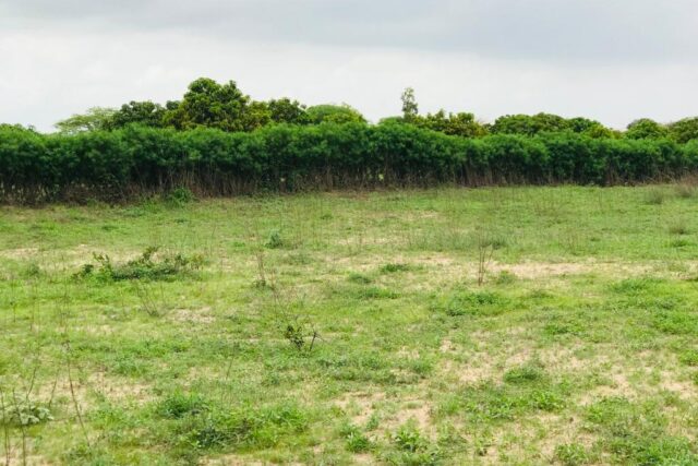Terrain agricole 10.283 m² à vendre – Notto Gouye Diama