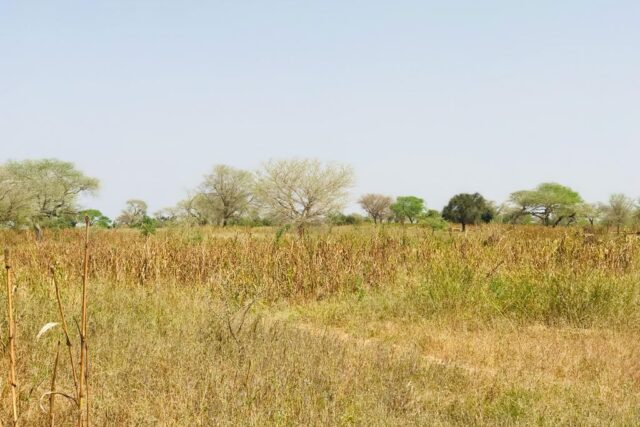 Terrain agricole 13.218 m² à vendre – Koul