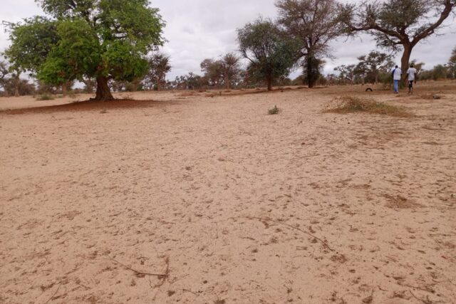 Terrain agricole 11.523 m² à vendre – Touba Toul