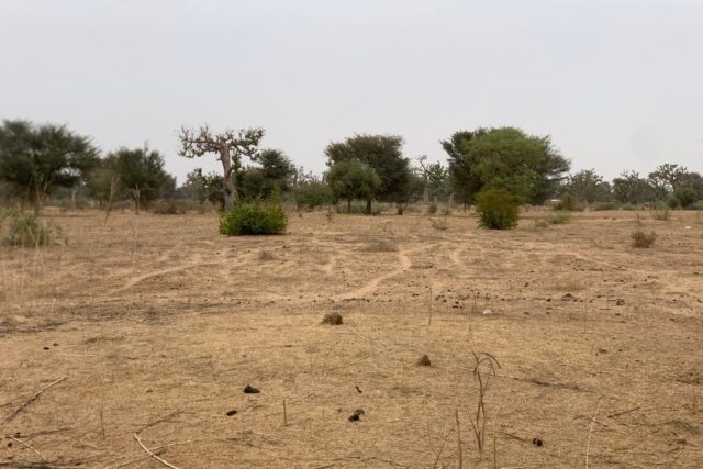 Terrain agricole 13.783 m² à vendre – Notto Diobass