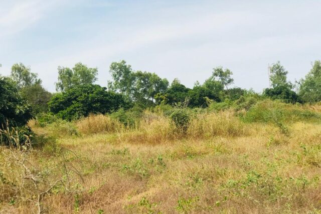 Terrain agricole de 1,58 ha à vendre à Bambilor – Sénégal
