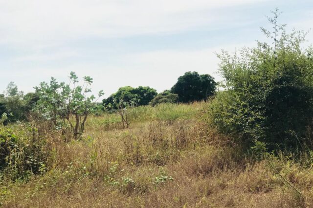 Terrain agricole de 1,58 ha à vendre à Bambilor – Sénégal