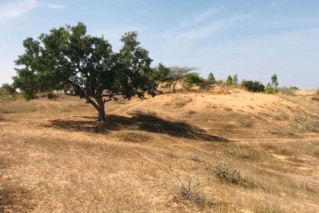 Terrain de 1,59 hectare à vendre – Diokoul Diawrigne
