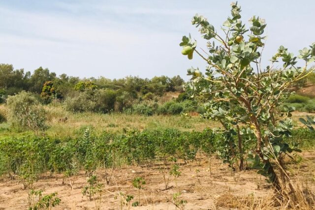 Terrain agricole 10.576 m² à vendre – Ndiébène Gandiol