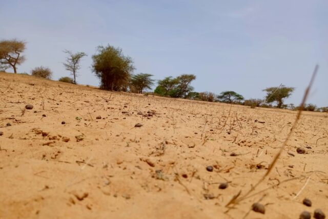 Terrain agricole 11.450 m² à vendre – Diokoul Diawrigne