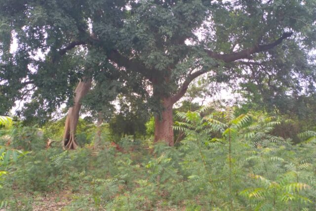 Terrain agricole 10.689 m² à vendre – Niama
