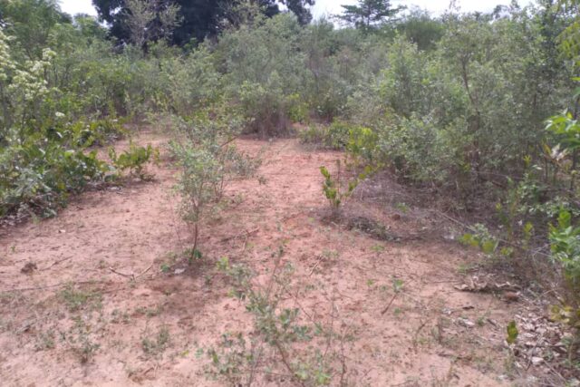Terrain agricole 10.689 m² à vendre – Niama