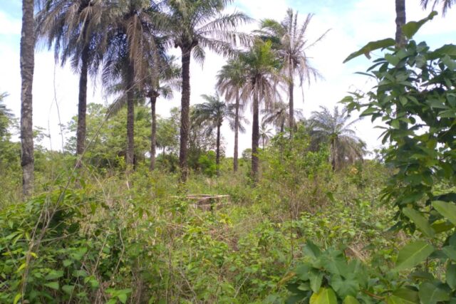 Terrain agricole 10.000 m² à vendre – Kafountine