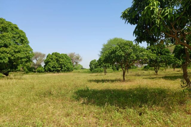 Terrain agricole 10.000 m² à vendre – Notto Diobass