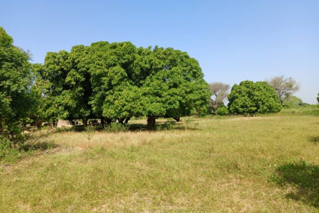Terrain agricole 10.000 m² à vendre – Notto Diobass