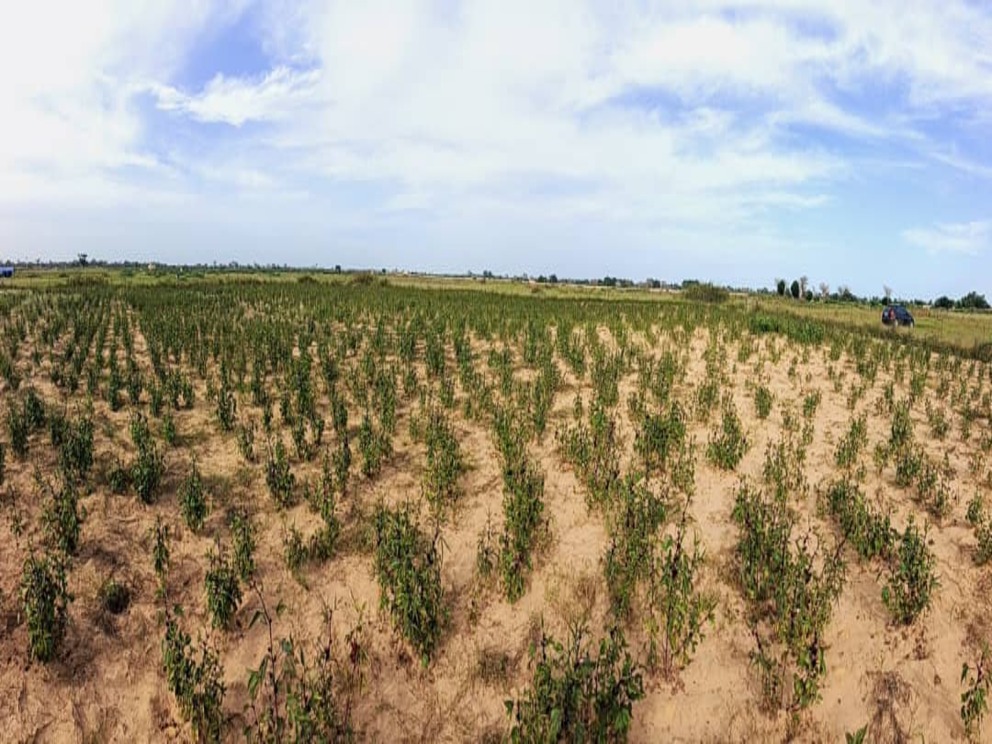 Terrain agricole 10.000 m² à vendre – Tassette