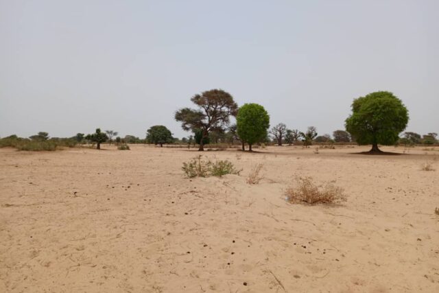 Terrain agricole de 1,58 ha à vendre à Tassette – Sénégal