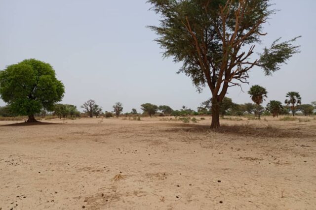 Terrain agricole de 1,58 ha à vendre à Tassette – Sénégal