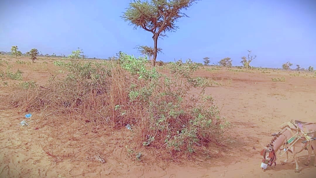 Terrain agricole 13.468 m² à vendre – Ndiéyene Sirakh