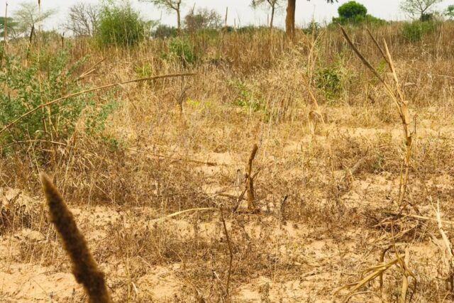 Terrain agricole 13.865 m² à vendre – Méouane