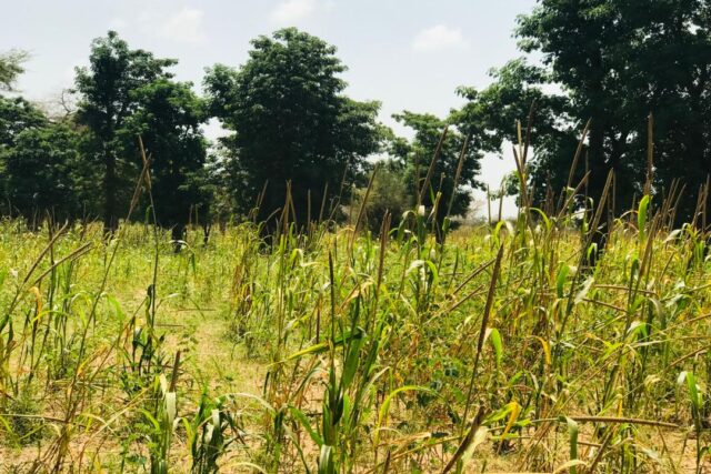 Terrain agricole 13.413 m² à vendre – Baba Garage