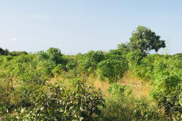 Terrain agricole 10.302 m² à vendre – Tassette