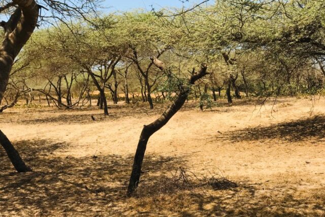 Terrain agricole 12.877 m² à vendre – Gandiol
