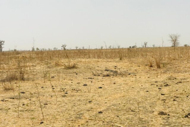 Terrain de 1,41 hectare à vendre – Nguéniène