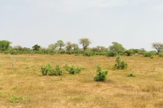 Terrain agricole 12.859 m² à vendre – Koul