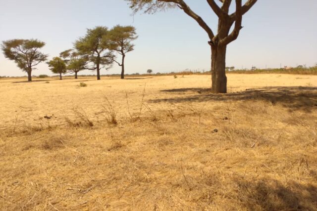 Terrain agricole de 1,44 ha à vendre à Tassette – Sénégal