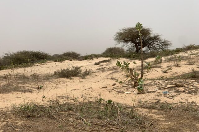 Terrain de 1,40 hectare à vendre – Gandiol, Saint-Louis
