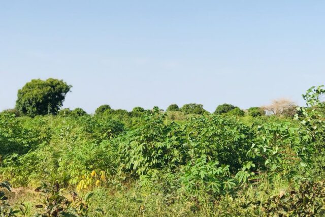 Terrain agricole 10.302 m² à vendre – Tassette