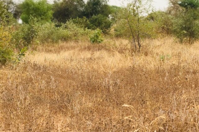 Terrain agricole 13.865 m² à vendre – Méouane