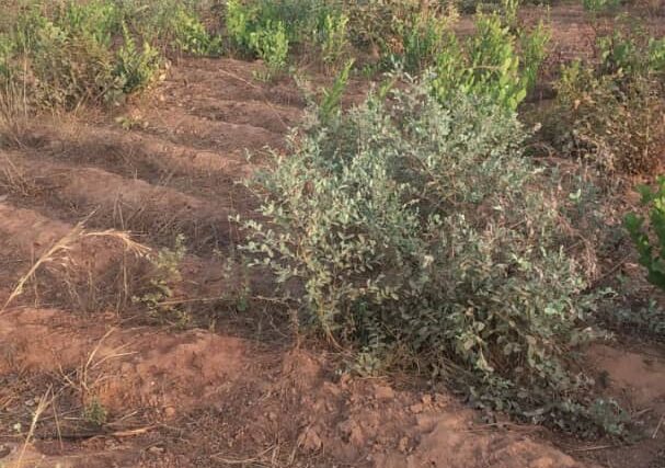 Terrain agricole 10.000 m² à vendre – Diatta Kounta