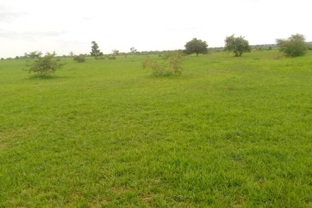 Terrain agricole 3 ha à louer – Koungheul