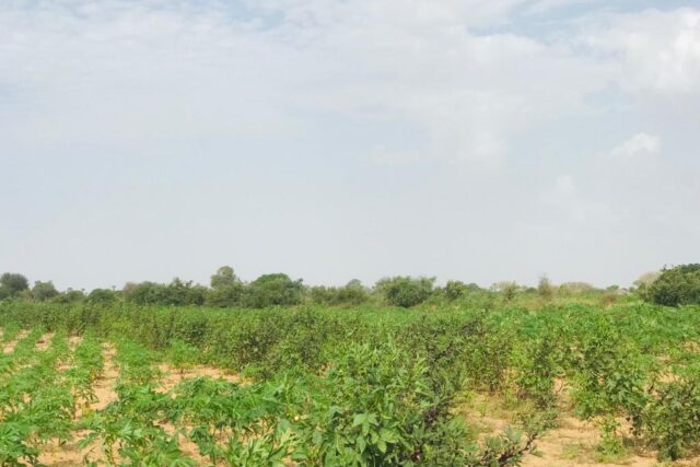 Terrain agricole 13.573 m² à vendre – Pire
