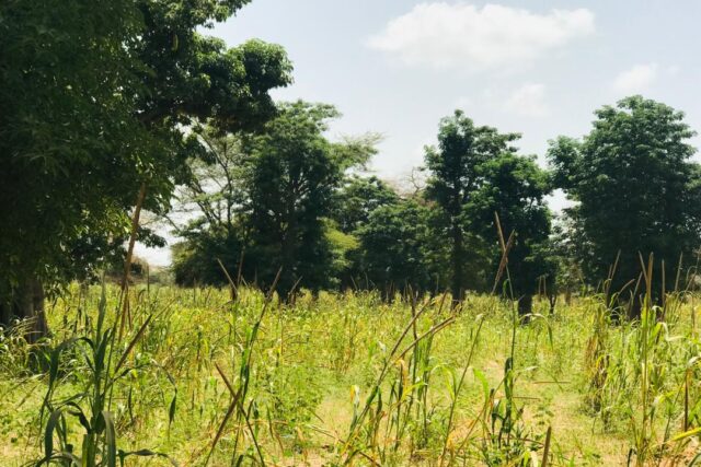 Terrain agricole 13.413 m² à vendre – Baba Garage
